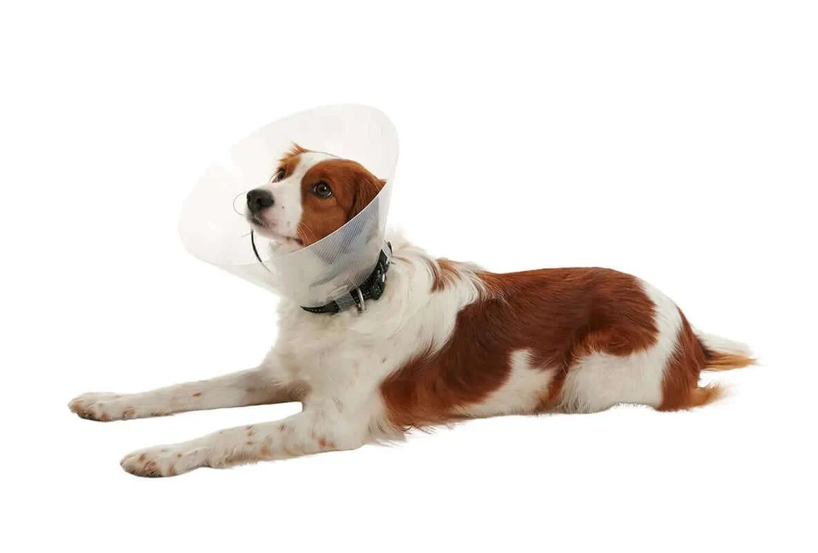 Isabelino Buster Clic Colier 10, 10Pcs.