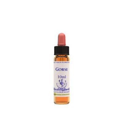 Esență de gutui 10 ml 1 bucată