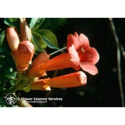 Trumpet vine ess 7,4ml vițel
