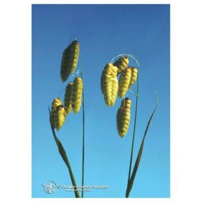 Quaking grass ess 7,4ml vițel
