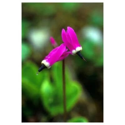 Shooting star 7.4ml alaska