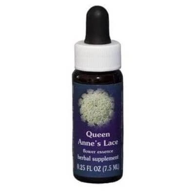 Queen annes dantelă 7.4ml vițel