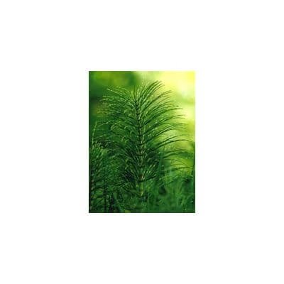 Tsa equisetum arvense 50 ml