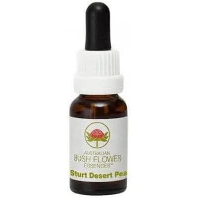 Esență de mazăre de deșert Sturt 15 ml 1 bucată