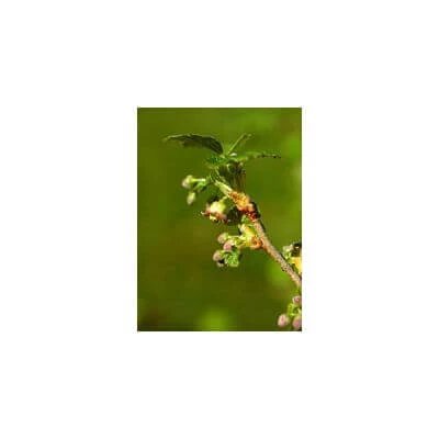 Msa ribes nigrum 50 ml